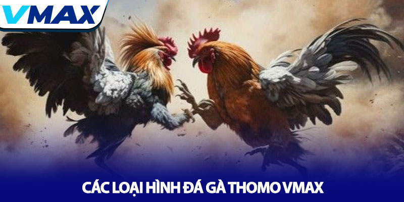 Đá gà Thomo Vmax - Đấu trường chiến kê số 1 Châu Á 3 Các Loại Hình Đá Gà Thomo Vmax