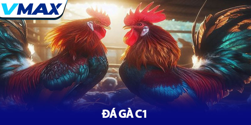 Đá Gà C1 - Nơi hội tụ những chiến kê xuất sắc nhất tại Vmax 1 Đá Gà C1 - Nơi hội tụ những chiến kê xuất sắc nhất tại Vmax