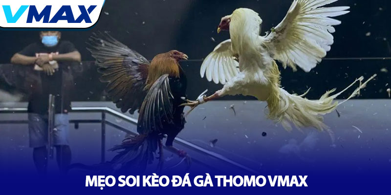 Đá gà Thomo Vmax - Đấu trường chiến kê số 1 Châu Á 4 Mẹo Soi Kèo Đá Gà Thomo Vmax